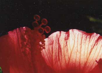 "Hibiscus Pollen" by Hannah Pinkerton, Madison WI - Photography